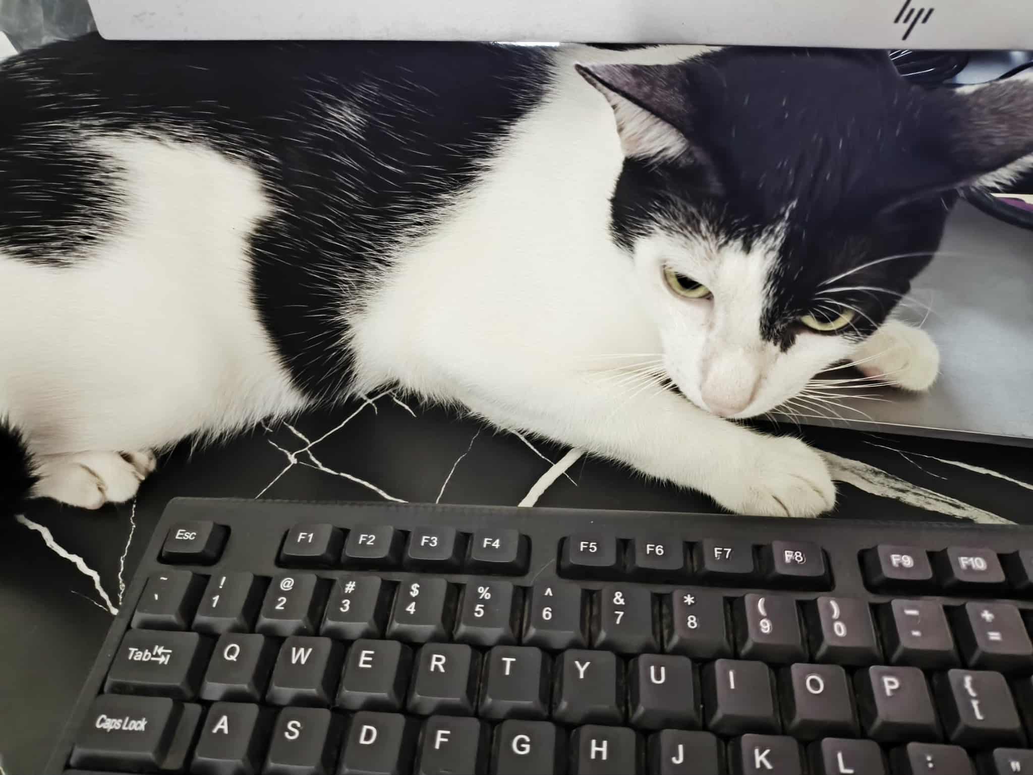 black and white cat near a keyboard